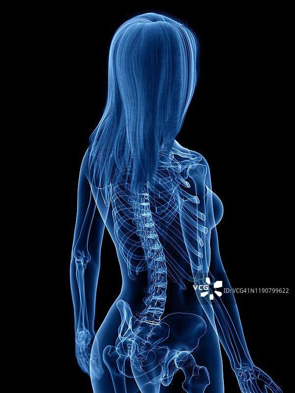 骨骼插画图片素材