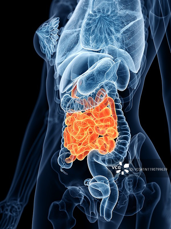 小肠、插图图片素材