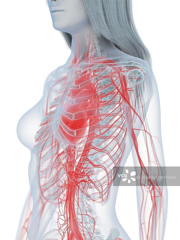 心血管系统、插图图片素材