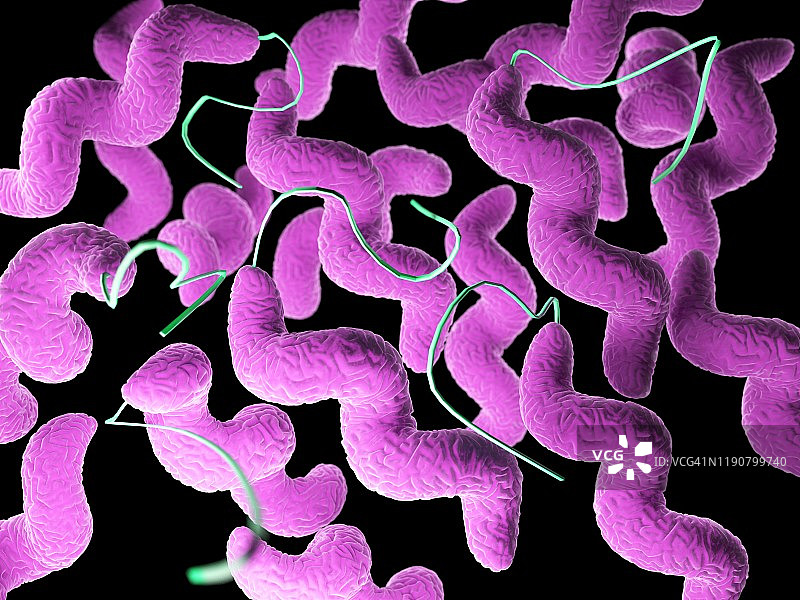 弯曲杆菌细菌插图图片素材