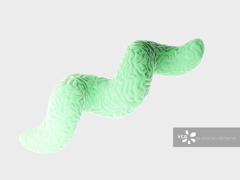 弯曲杆菌细菌插图图片素材