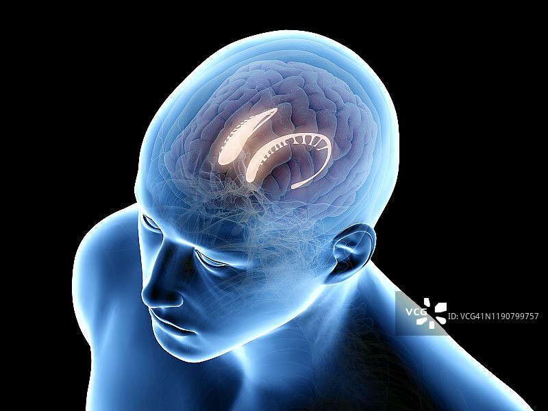 尾状核图示图片素材