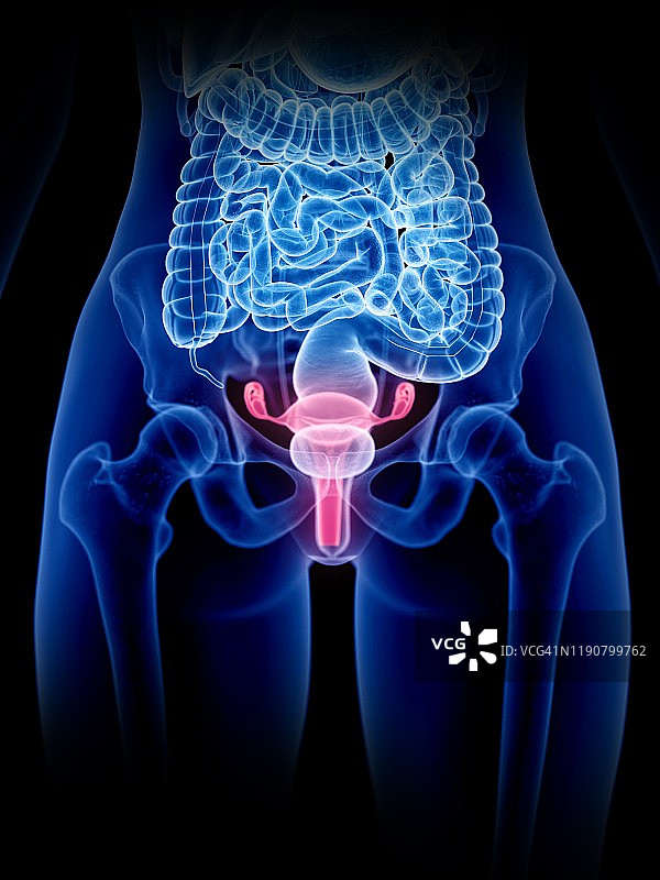 子宫插图图片素材