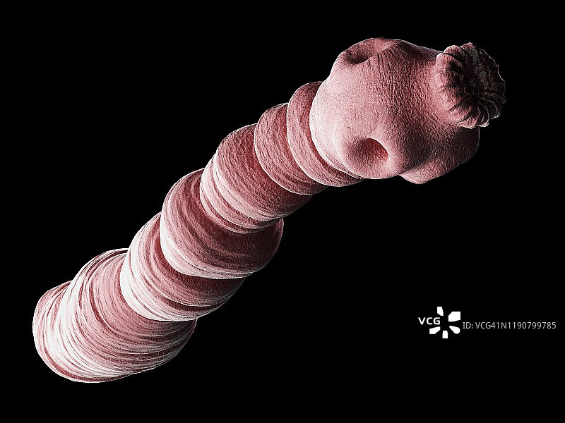 犬复孔绦虫插图图片素材