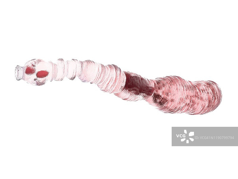 犬复孔绦虫插图图片素材