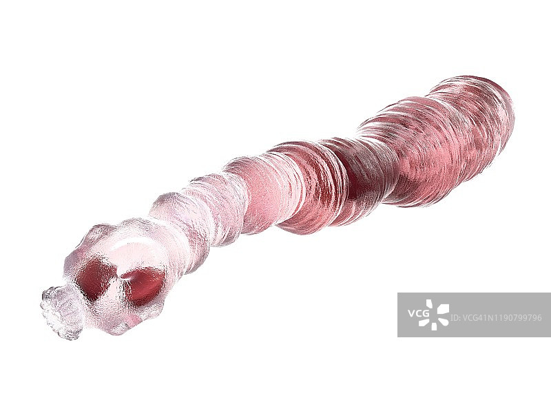 犬复孔绦虫插图图片素材