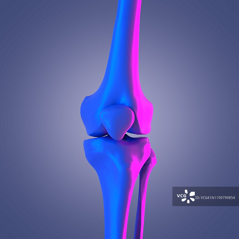 膝关节图示图片素材