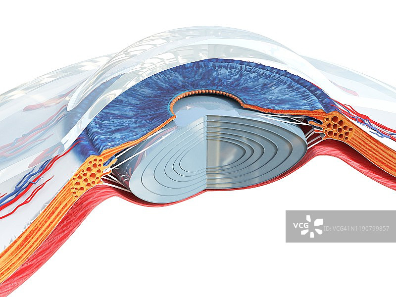 眼睛解剖结构插图图片素材