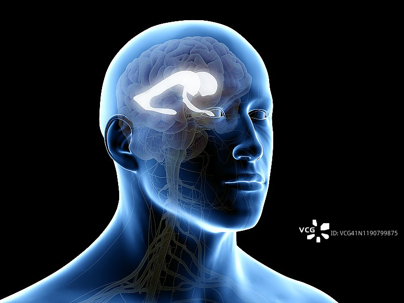 侧脑室图示图片素材