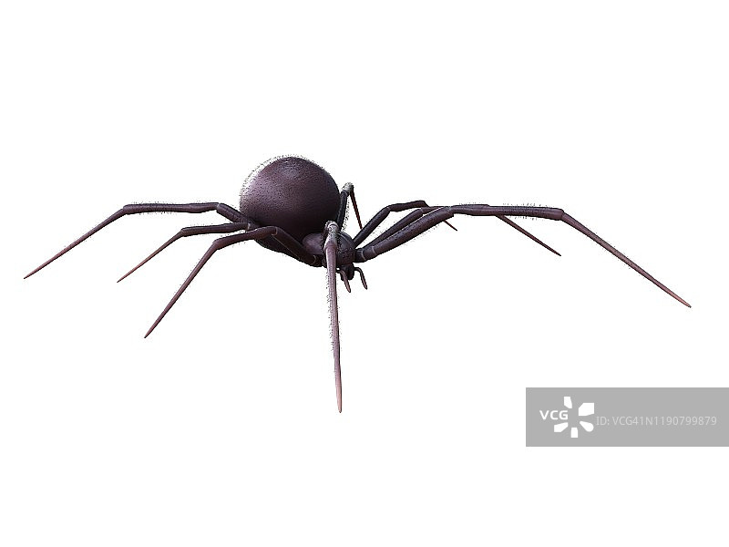 雌性黑寡妇蜘蛛插图图片素材