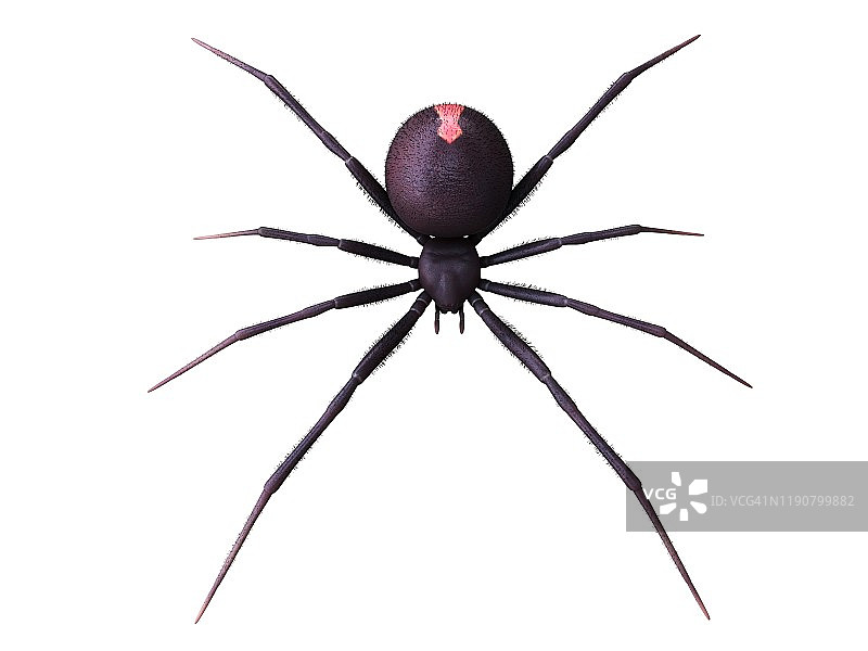 雌性黑寡妇蜘蛛插图图片素材