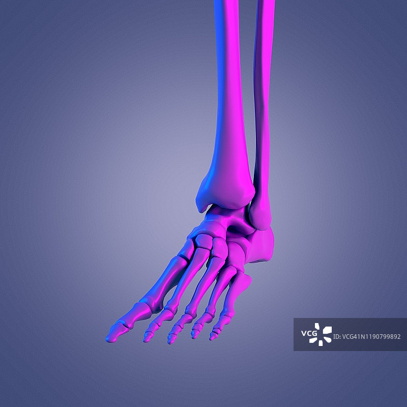 足部骨骼插图图片素材