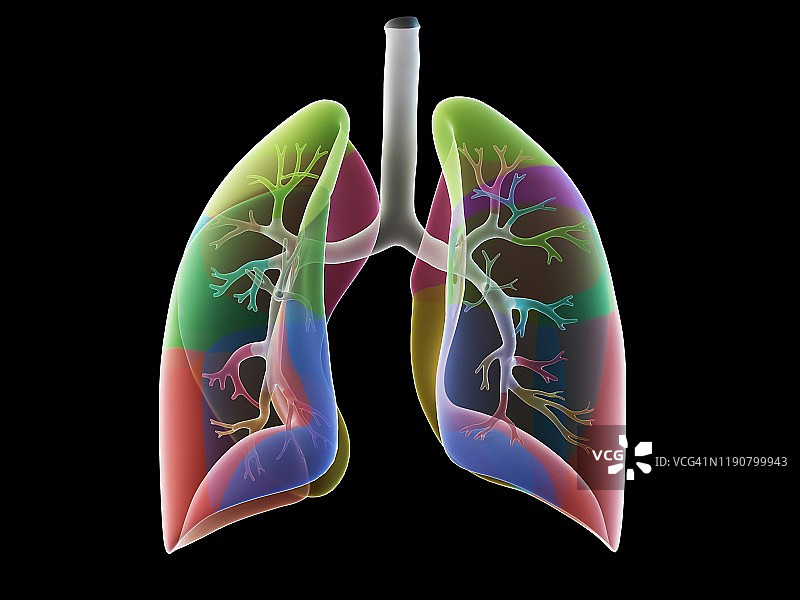 肺部解剖结构图图片素材
