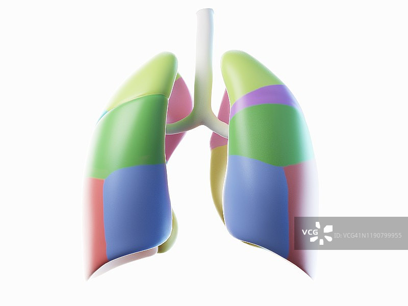 肺部插画图片素材