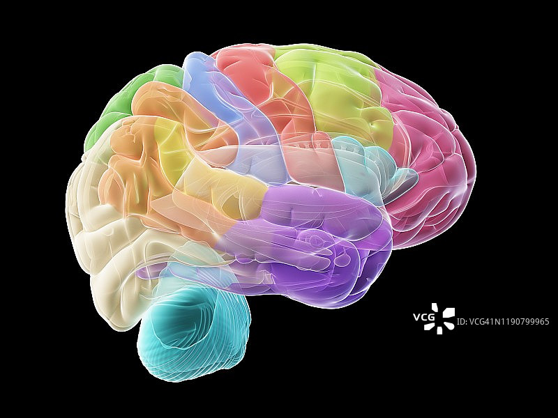 人类大脑、插图图片素材