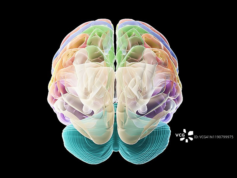 人类大脑、插图图片素材