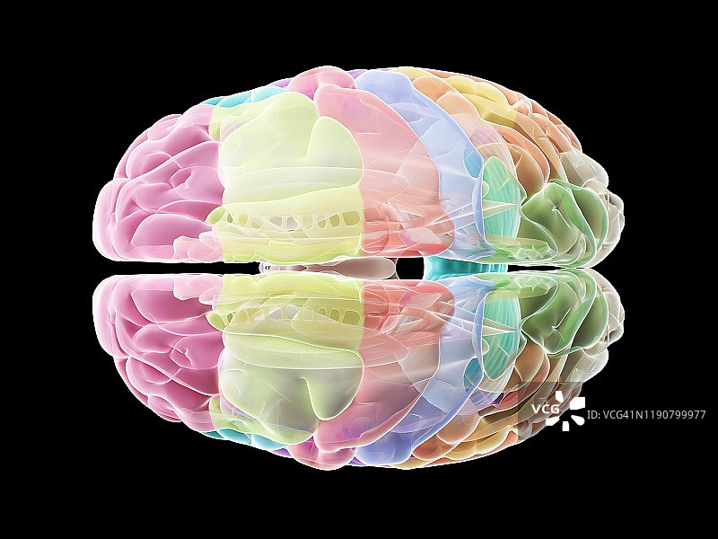 人类大脑、插图图片素材