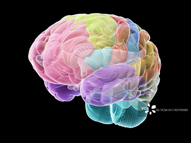 人类大脑、插图图片素材