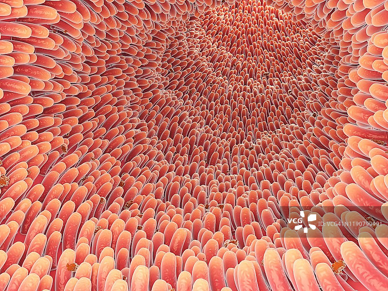 肠绒毛，图示图片素材