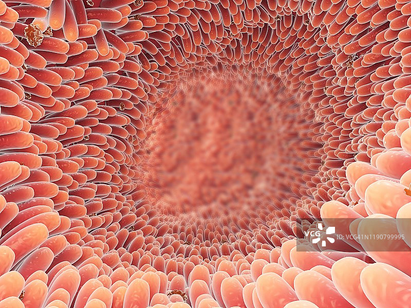 肠绒毛，图示图片素材