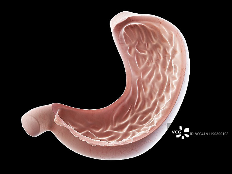 胃、插图图片素材