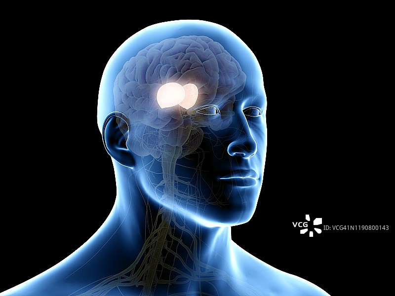 丘脑图示图片素材