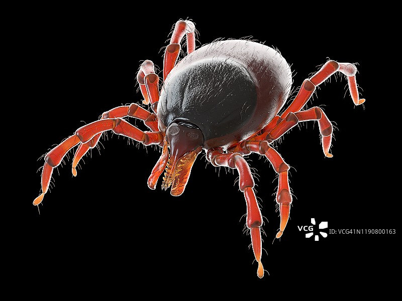 蜱虫插画图片素材