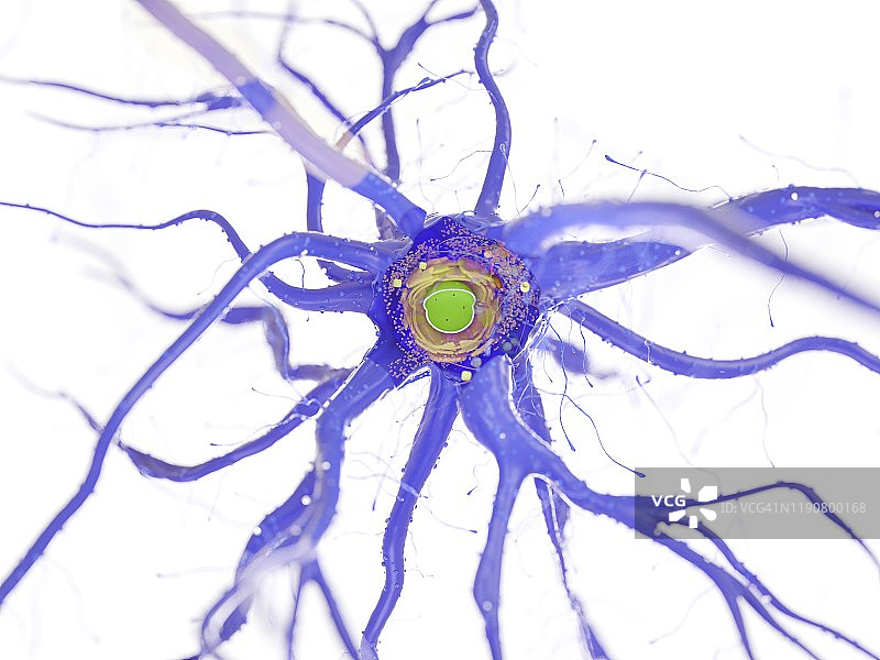 神经细胞、插图图片素材