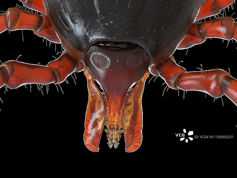 蜱虫插画图片素材