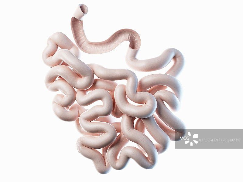 小肠、插图图片素材