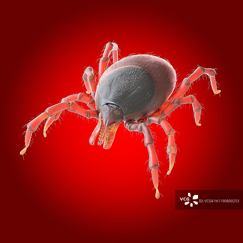 蜱虫插画图片素材