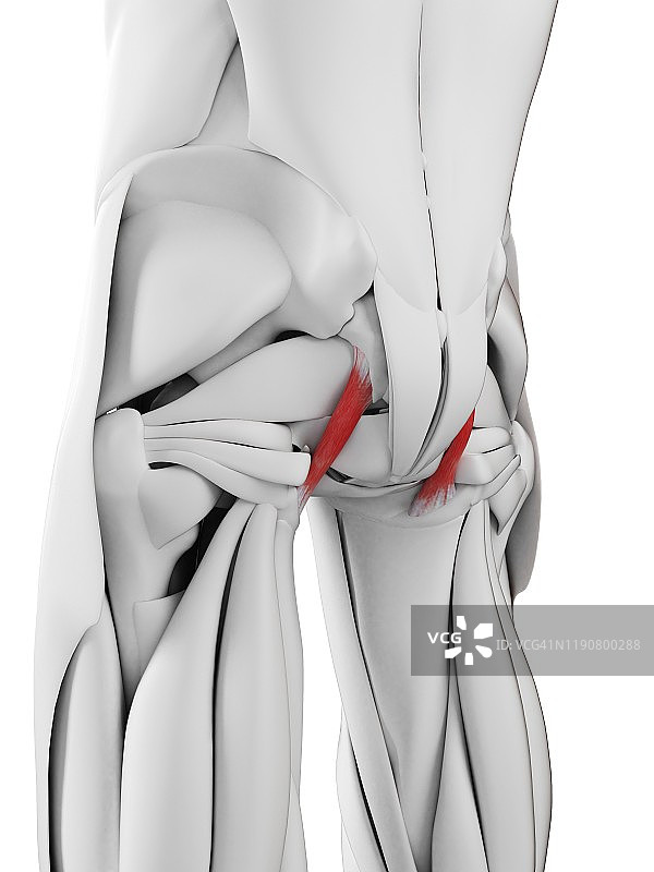 骶结节韧带图示图片素材