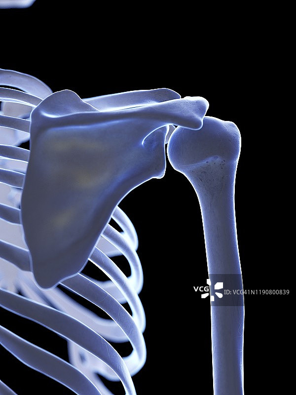 肩关节插图图片素材