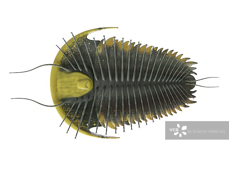 三叶虫插画图片素材