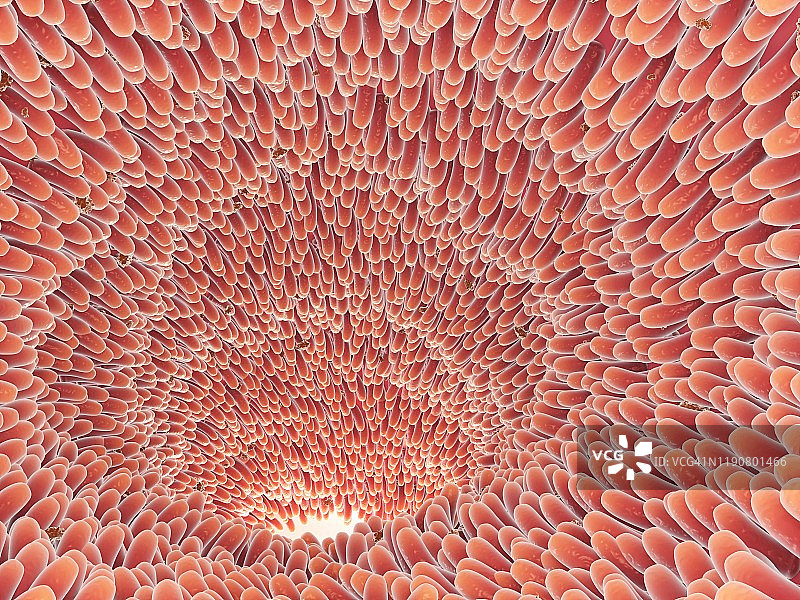 肠绒毛，图示图片素材