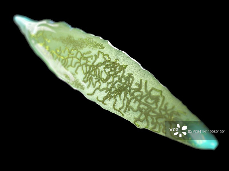 肝吸虫插图图片素材