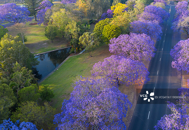 紫色蓝花楹树与道路鸟瞰图图片素材
