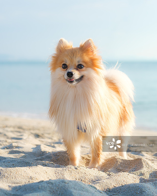 阳光明媚的海滩上可爱博美犬的特写镜头图片素材