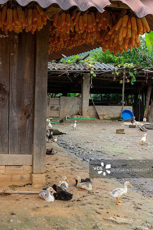 挂在门上的干玉米（越南少数民族文化）图片素材