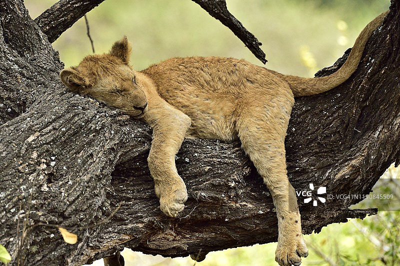 幼狮在树枝上小憩图片素材