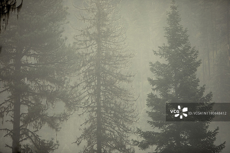 爱达荷州内兹佩尔塞国家森林公园雾中的松树图片素材