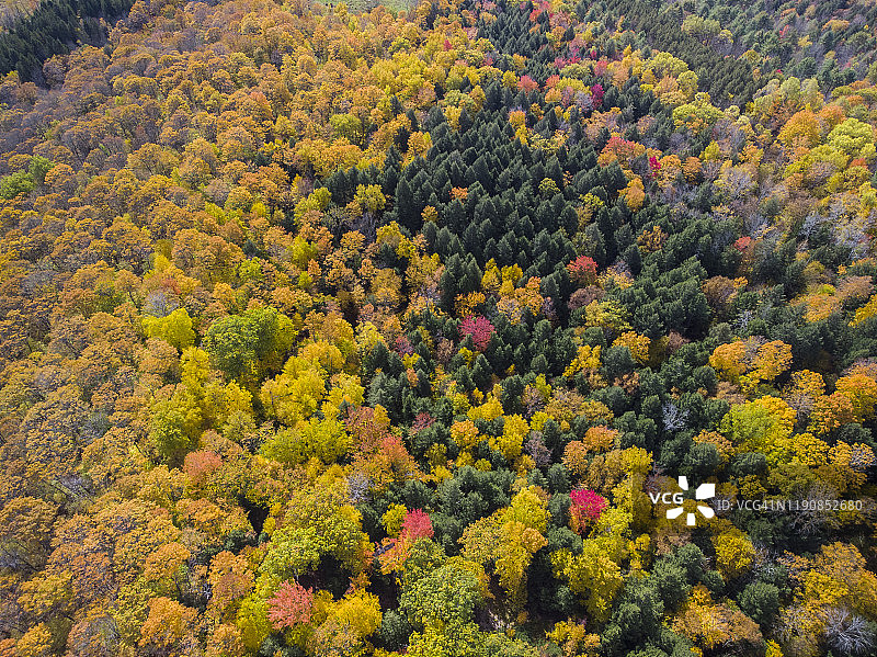 从空中俯瞰佛蒙特州奎奇附近的秋叶美景图片素材