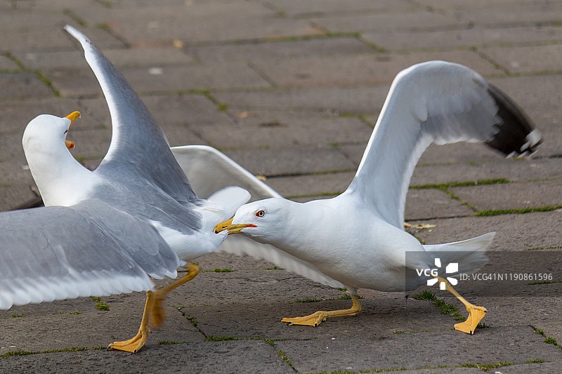 在威尼斯街头争斗的小黑背鸥图片素材