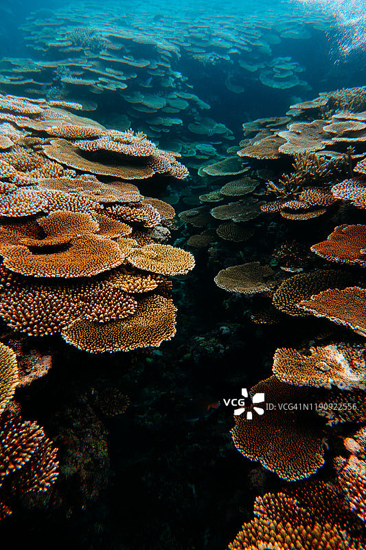 日本冲绳县八重山群岛的原始珊瑚礁图片素材