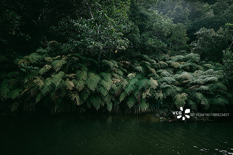 日本冲绳县西表岛丛林河边的蕨类植物图片素材