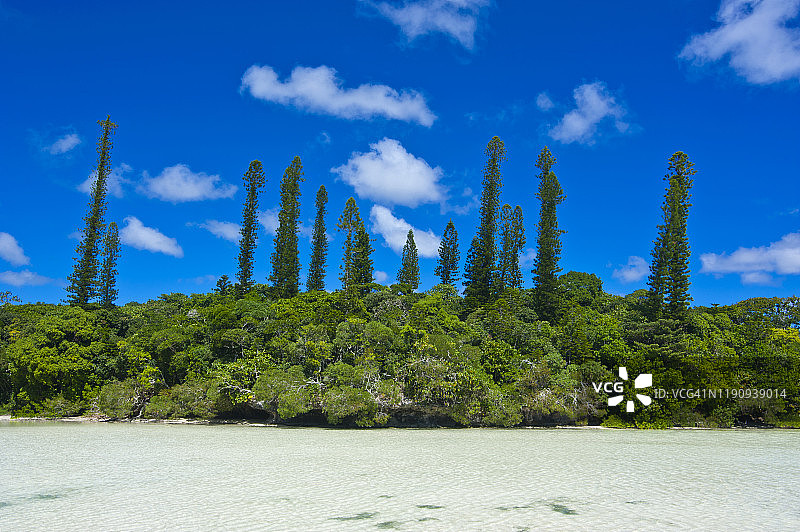 晴朗蓝天下新喀里多尼亚海边树木的风景图片素材
