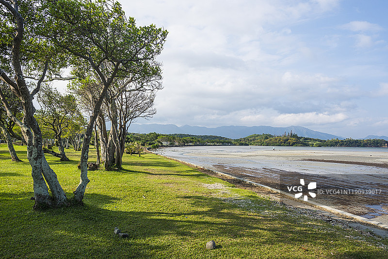 新喀里多尼亚努美阿海滩的树木景观图片素材