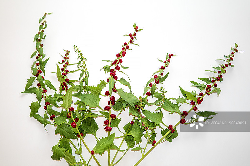 藜麦特写，白色背景图片素材