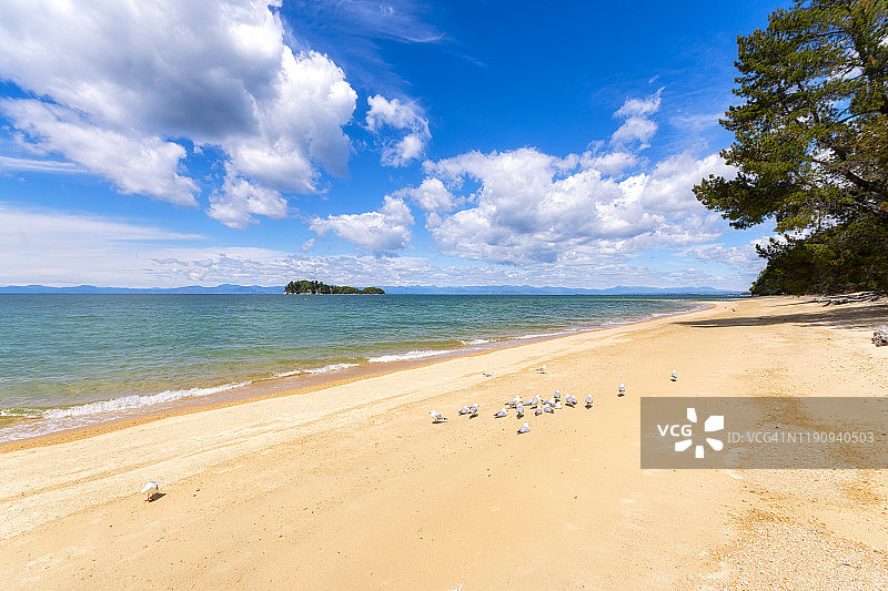 阳光明媚的日子里，鸟儿栖息在中国新西兰南岛亚伯塔斯曼海岸小径的海岸边图片素材