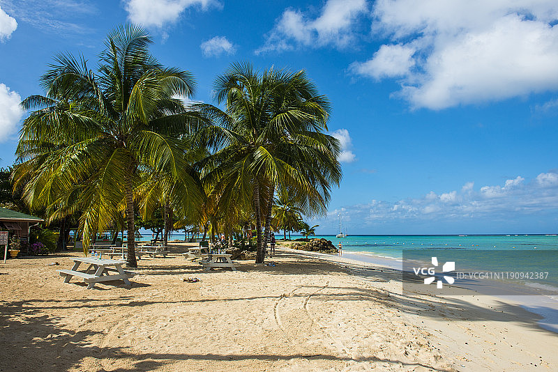 多巴哥皮igeon角海滩的棕榈树美景（加勒比海）图片素材
